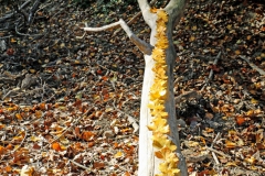 A-IMG_8076